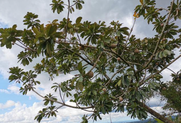 Canistel (Pouteria campechiana)