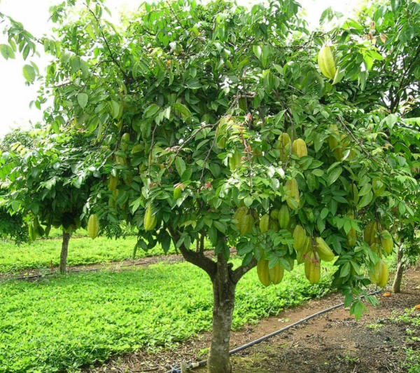 Carambola (Averrhoa carambola)