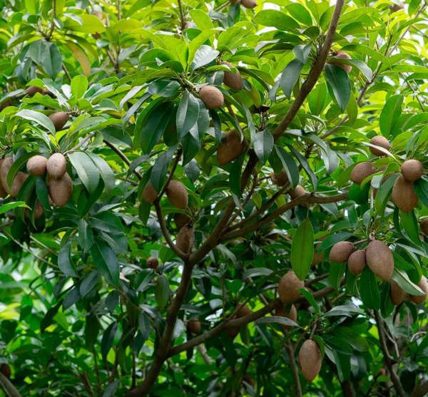 Chicozapote (Manilkara zapota)