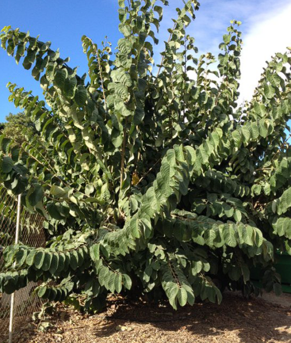 Chirimoyo (Annona cherimola)