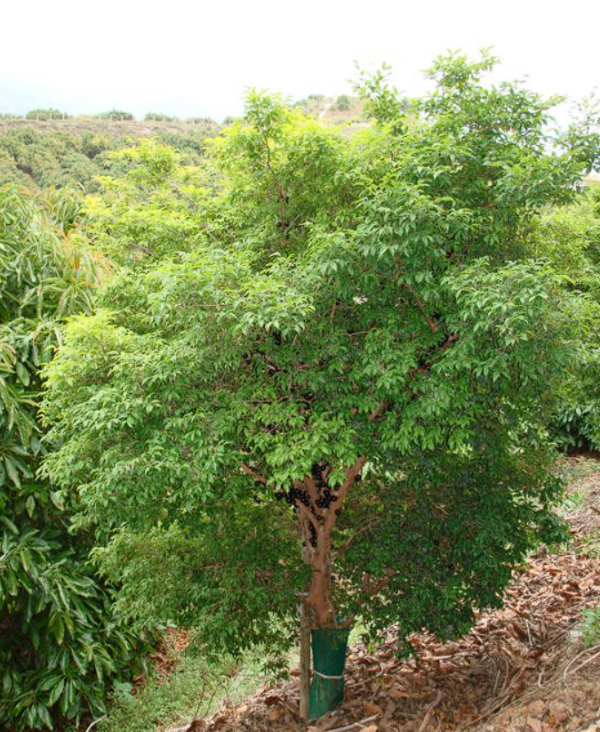 Jaboticaba (Myrciaria cauliflora)