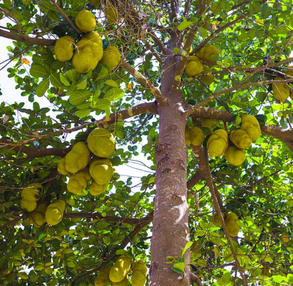 Jaca (Artocarpus heterophyllus)