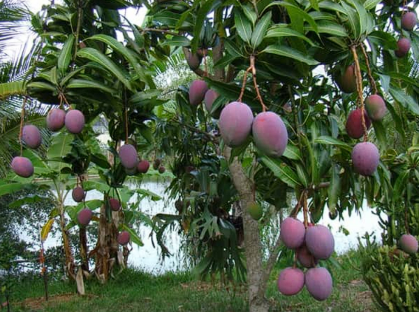 Mango (Mangifera indica)